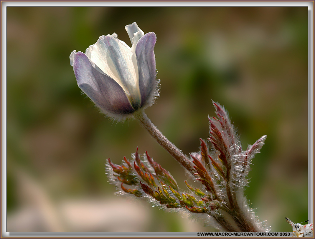 ANEMONES